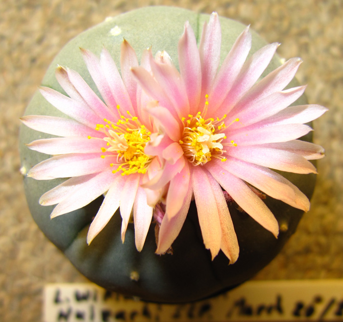 Lophophora Williamsii var. Huizachi double flower